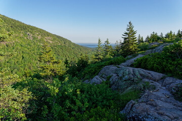 forest in the mountains of acadia