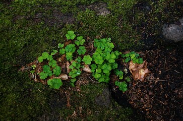 cloverleaf and moss