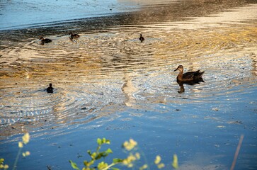 ducks on the lake