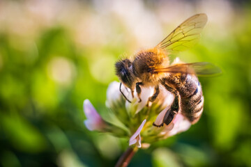 Closeup of honey bee at work on white clover flower collecting pollen, Bee background
