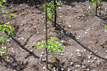 Hail falls on small plants in pots and in the ground during hot summer. Day.