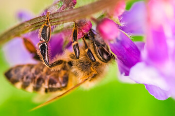 Honey bee collecting pollen at violet flower. Bee over the green blur background