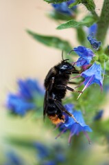 bumble bee on a flower