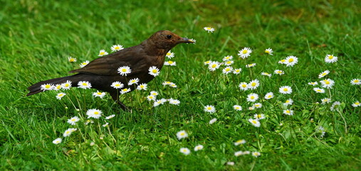 blackbird in daysy,amsel in gänseblümchen