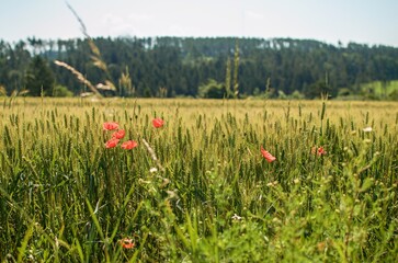 poppies in the field