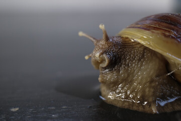 snail on a leaf