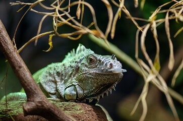 iguana on a branch