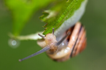 Hain-Bänderschnecke
