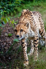 cheetah in the grass