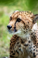 cheetah in the grass
