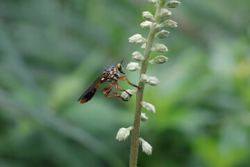 grasshopper on a flower