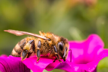 Honey bee closeup on a flower. Bee background