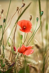 poppy flowers in field