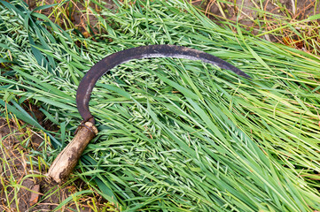 A peasant metal sickle with a wooden handle in close-up lies on freshly cut ears of oats....