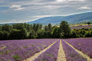 Fototapeta na wymiar Lavender fields in Provence, France running far away. Medicinal plants in full bloom, blossom. Bright violet color, large mature plants with mountains far away. 