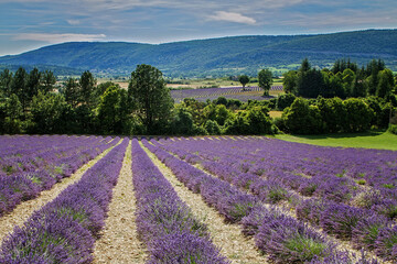 Obraz na płótnie Canvas Lavender fields in Provence, France running far away. Medicinal plants in full bloom, blossom. Bright violet color, large mature plants with mountains far away. 