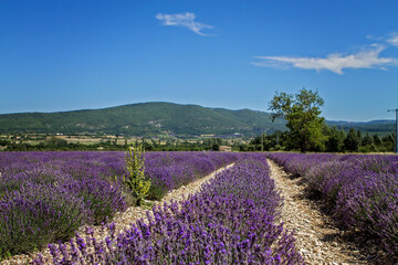 Fototapeta na wymiar Lavender fields in Provence, France running far away. Medicinal plants in full bloom, blossom. Bright violet color, large mature plants with mountains far away. 