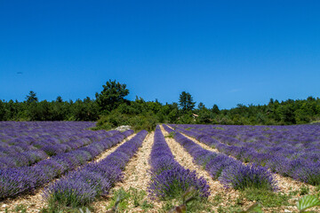 Naklejka na ściany i meble Lavender fields in Provence, France running far away. Medicinal plants in full bloom, blossom. Bright violet color, large mature plants with mountains far away. 
