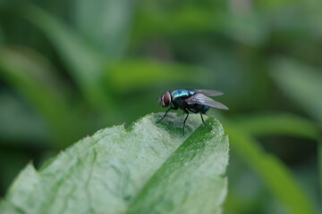 fly on leaf