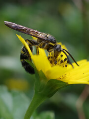 bee on flower