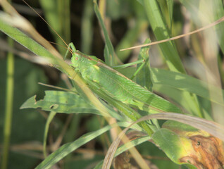 Grashüpfer auf einer Wiese