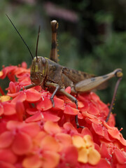 grasshopper on a flower