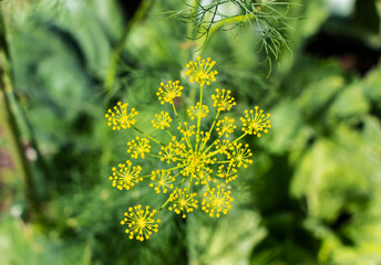 Blooming green dill in the vegetable garden in summer