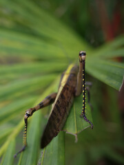 green caterpillar on a branch