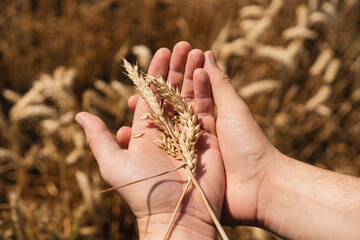 Farmer's hands touch young wheat. Farmer's hands close-up. The concept of planting and harvesting a rich harvest. Rural landscape.