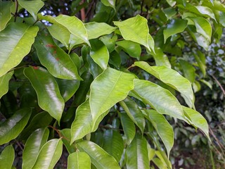 Gaharu Plants (Aquilaria malaccensis) in the morning
