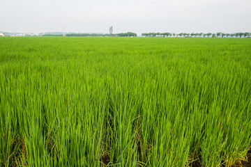 大きな田で伸び盛りの稲