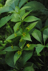 Lysimachia quadrifolia flowering with red and yellow blossoms in spring. Common names are whorled loosestrife, whorled yellow loosestrife, and crosswort. 