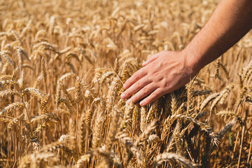 Farmer's hands touch young wheat. Farmer's hands close-up. The concept of planting and harvesting a rich harvest. Rural landscape.