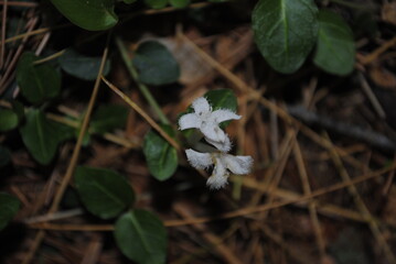 The fuzzy white flowers of the partridgeberry plant. Latin name Mitchella repens. Common names: deerberry, checkerberry, running box, winter clover, one berry, and twinberry.