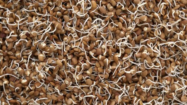 Horse gram sprouts background texture. Healthy protein-rich kollu vegan food. Table spin.