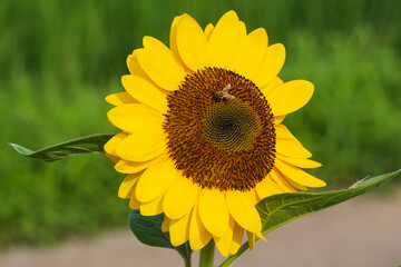 ひまわりの花にやってきたミツバチ