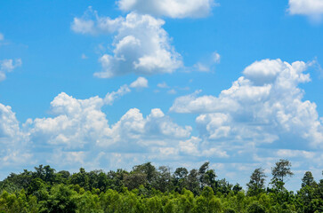 clouds over the forest