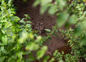 Obraz premium big healthy cat resting in dried out creek
