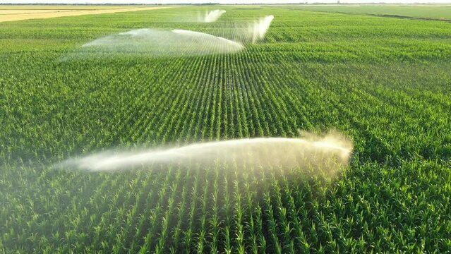 Aerial view, dolly move forward, of irrigation system, water jet rain guns sprinklers, on field with corn, helping grow, vegetation in dry season, increases crop yields.