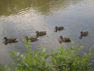 Entenfamilie auf einem Teich