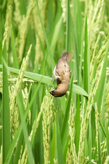 bird on the grass