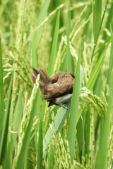 Obraz premium bird in the grass