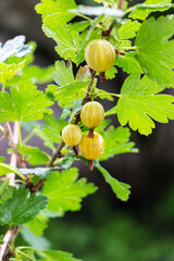 Obraz premium Ripening green gooseberries on a bush in the sunlight