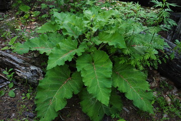 The giant leaves of a well-established burdock plant. Burdock comes from the genus Arctium and the family Asteraceae, native to Europe and Asia but introduced in North America.