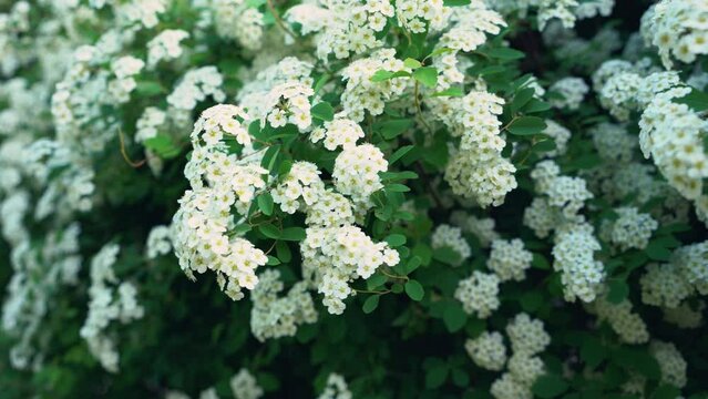 Bush Vanhoutte spirea. Spring blooming shrub with many white flowers - Spirea, general view. Also known as Reeve's spiraea, Bridalwreath spirea, Meadowsweet, Double White May or May Bush.