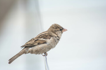 Common sparrow. Sparrow bird sits on a pipe
