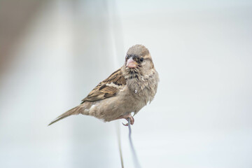 Common sparrow. Sparrow bird sits on a pipe