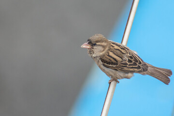 Common sparrow. Sparrow bird sits on a pipe. Bird in wild.