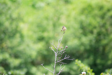 A small bird sits on a branch. Beautiful bird in the wild