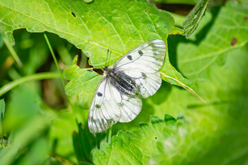 Butterflies on flowers. Beautiful butterflies and flowers in the wild.